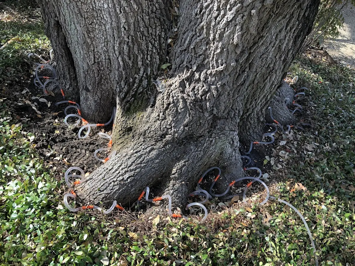 Detailed Tree Cabling and Bracing job site in Parkersburg