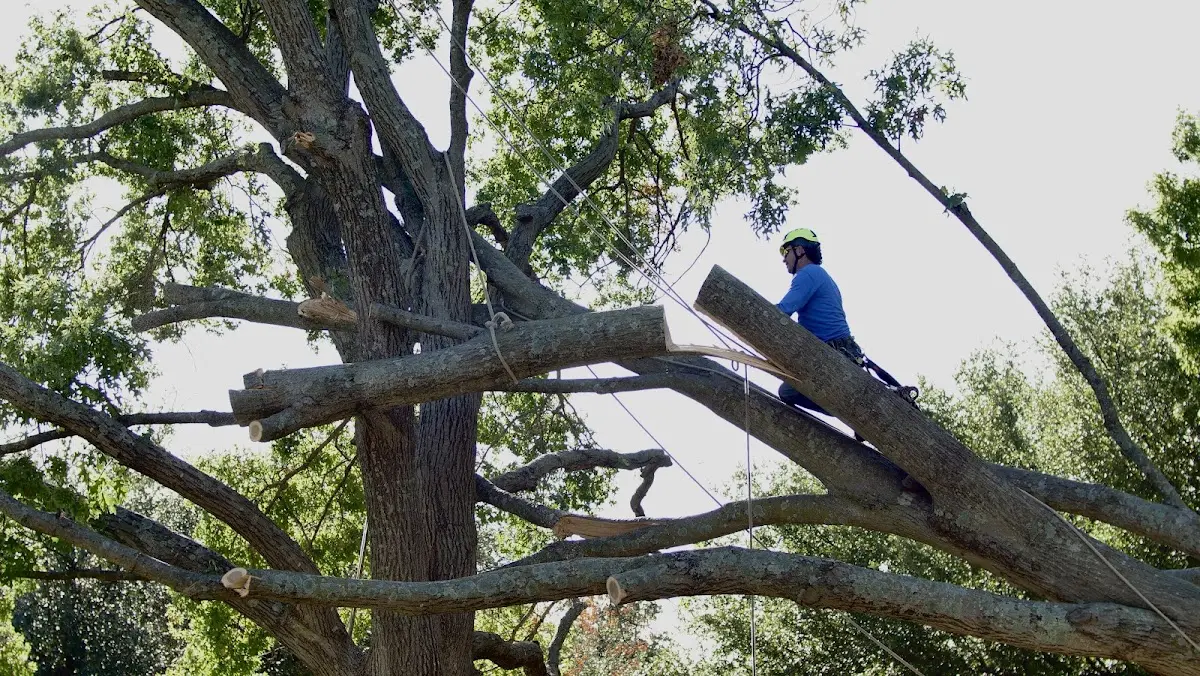Professional Crown Thinning performed by certified arborists in Parkersburg