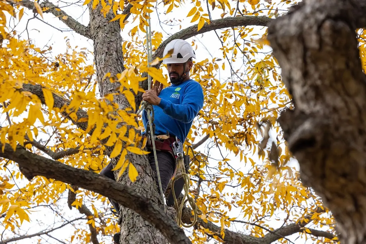 Skilled Tree Pruning crew working in Parkersburg